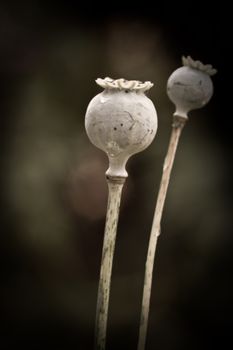 Poppy seed head close up low key