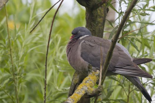 Wood Pigeon (Columba palumbu) perched in a tree