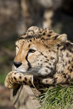 Cheetah Big cat from Africa resting in the sun