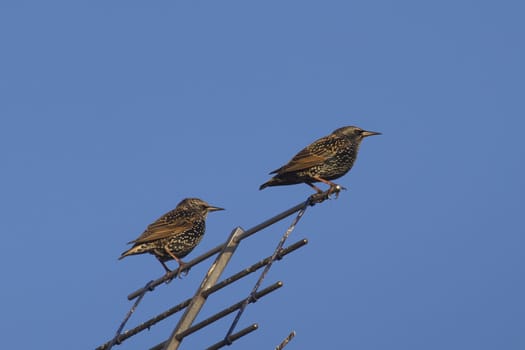 colorful starlings  birds perched on a antenna  (sturnus vulgaris) 