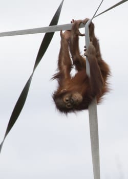orangutan Baby playing on the ropes upside down