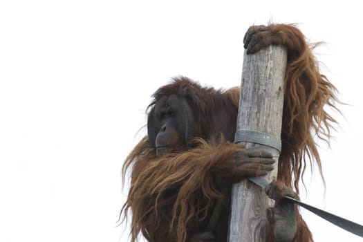 Orangutan Big beautiful red ape captive animal