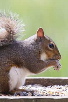 Squirrel on top of a bird table feeding