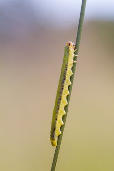 Sawfly larva  (Dolerus ferrugatus ) climbing up a grass stem