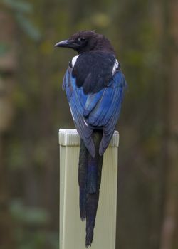 Magpie (Pica pica)  perched on a post in the rain