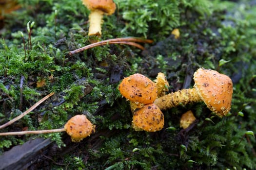 Fungus close-up  growing outdoors uncultivated in autumn