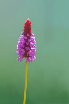 Red Hot Poker Primrose  Primula Vialii Flower