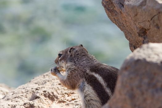 Ground Squirrel from Africa now breeding in Fuerteventura