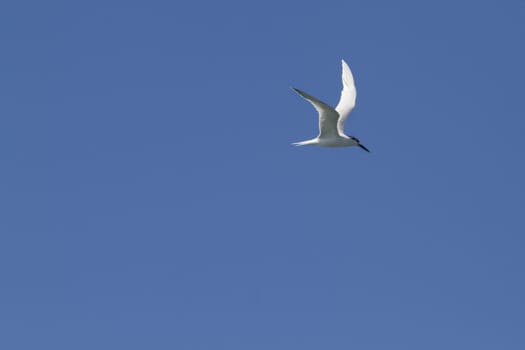 Sandwich Tern (Thalasseus sandvicensis ) in flight clodeup