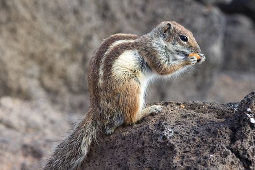 Ground Squirrel from Africa now breeding in Fuerteventura