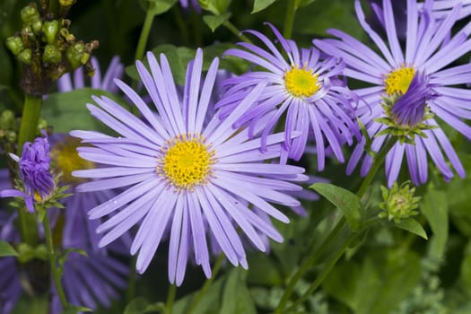  Beautiful Purple and yellow daisy flower closeup