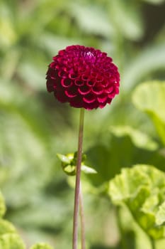 A beautiful red Dahlia  flower with leaf background