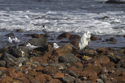 little egret and Sandwich Terns resting by sea