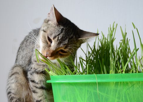 kitten and grass