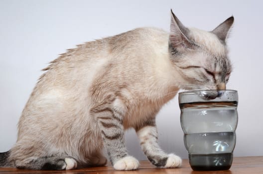 cute kitten drinking