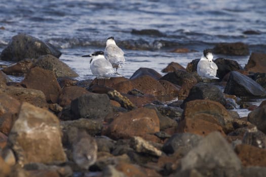 Sandwich Tern (Thalasseus sandvicensis ) resting on rocks