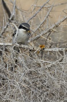 Southern Grey Shrike - Lanius meridionalis with prey