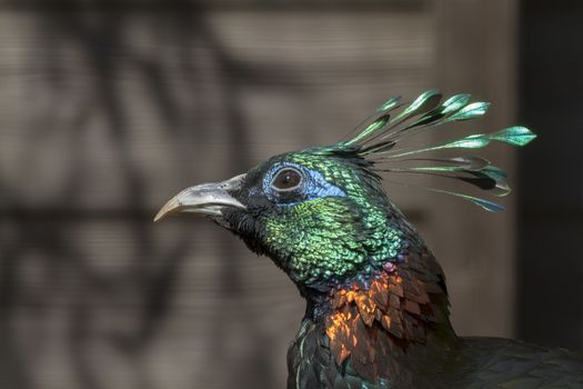 A Beautiful Himalayan monal bird head closeup