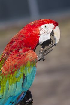 A beautiful Scarlet macaw perched on a branch