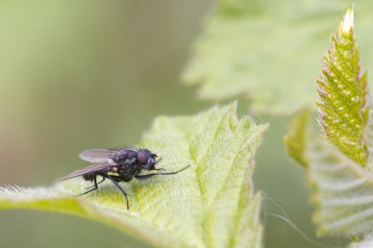 A Fly on a leaf close up