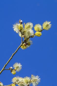 pussy willow branches  catkin with a blue sky