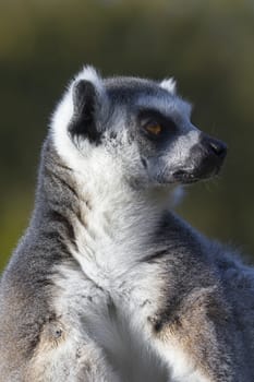 Ring-tailed lemur  (Lemur catta) resting in the wild