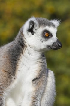 Ring-tailed lemur  (Lemur catta) resting in the wild