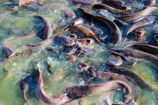 Shoal of catfishes slithering in water of Gadisar Lake, Jaisalmer, Rajasthan, India