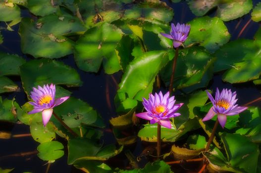 Water-lily flowers in a pond, Jaswant Thada, Jodhpur, Rajasthan, India