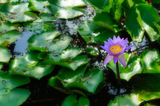 Water-lily flowers in a pond, Jaswant Thada, Jodhpur, Rajasthan, India