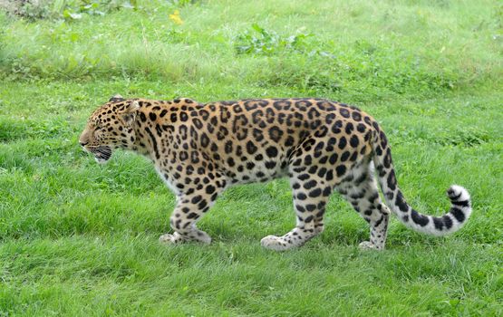 Big cat walking with spots showing full length
