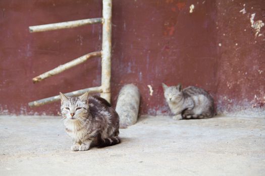 Homeless cats sitting on the street - studio shoot 