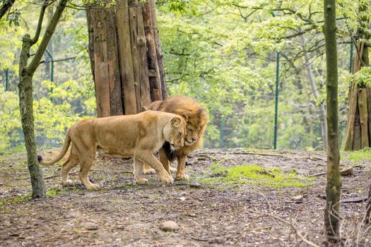 Lovely couple of lions in tenderness