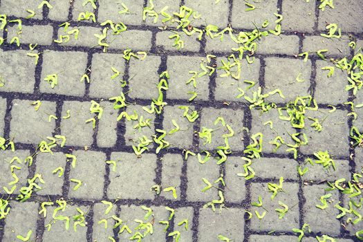 Maple seeds lying on the sidewalk - outdoor shoot 