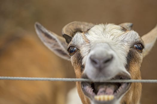 Close portrait of a funny goat