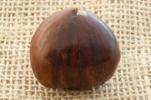 beauitful macro of chestnut in jute background