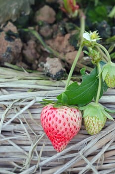 Bush of fresh ripe red strawberry in the field