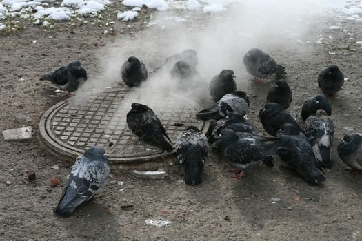 Urban pigeons warm in the winter next to the manhole - outdoor shoot 