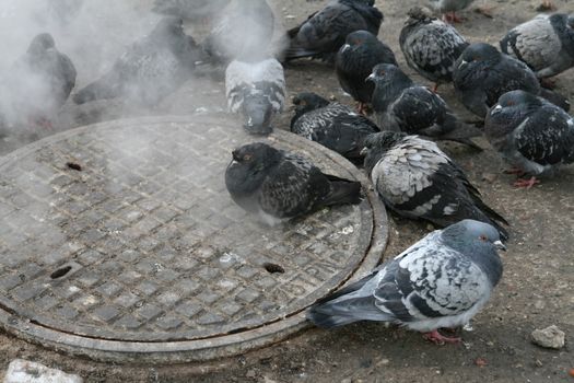 Urban pigeons warm in the winter next to the manhole - outdoor shoot 