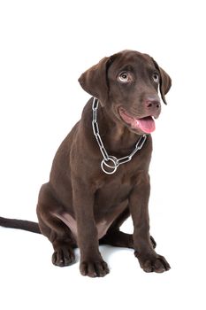 Chocolate labrador puppy on a brown background