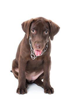 Chocolate labrador puppy on a brown background