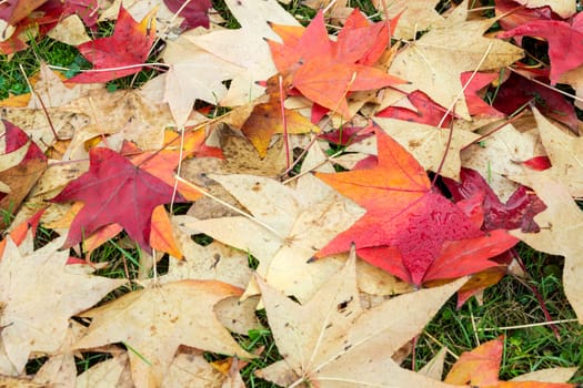 fallen leaves of a maple with some water drops