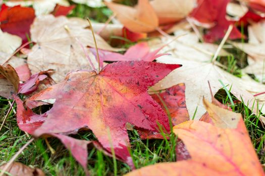 fallen leaves of a maple with some water drops