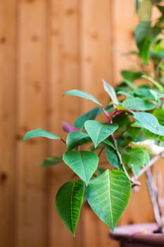 Group of green leaves with a wood background