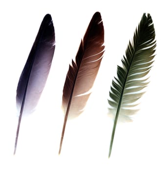 Three feathers isolated on a white background
