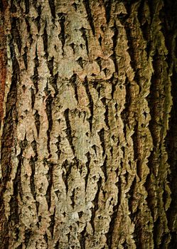 abstract background or texture scary of tree bark