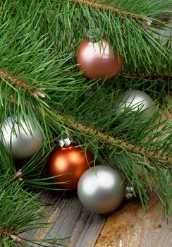 Christmas Decoration with Pastel Colored Baubles into Fluffy Green Pine Branches with Long Needles closeup on Rustic Wooden background