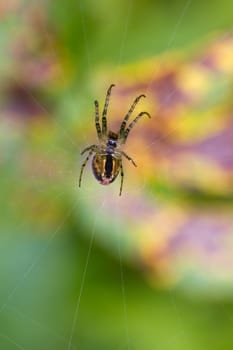 Spider on its web with a Multi Coloured bacground