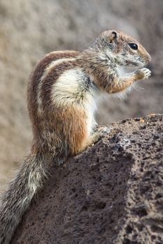 Ground Squirrel from Africa now breeding in Fuerteventura