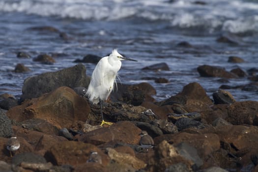 little egret (egretta garzetta)  resting on the rocks